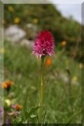 Nigritella miniata